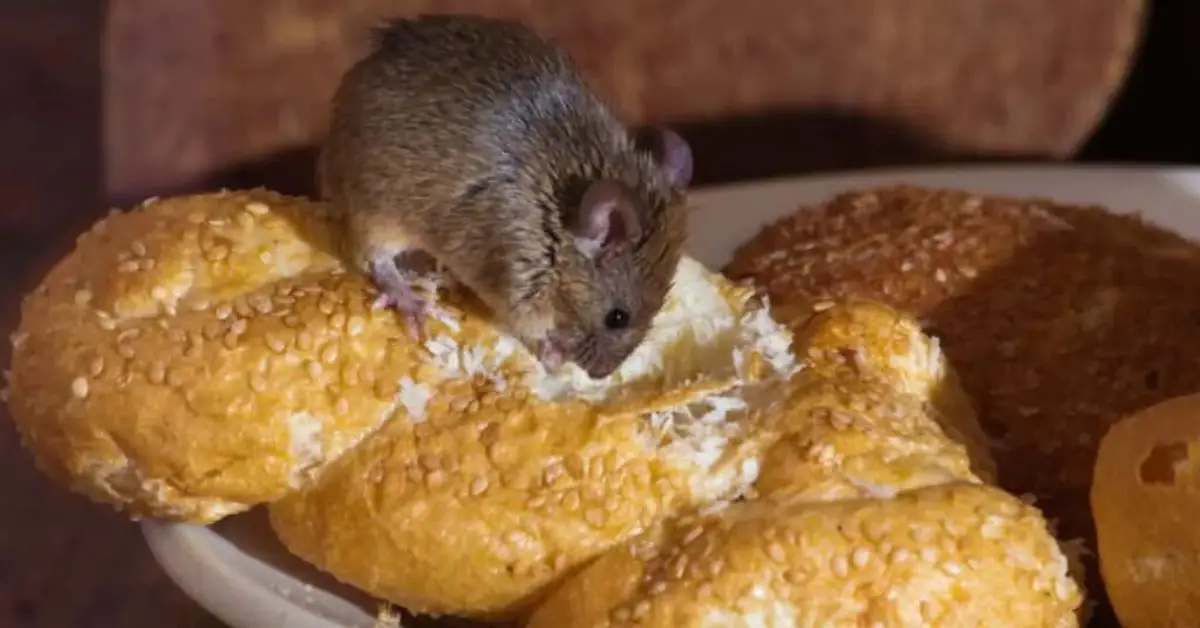 Mouse-Proof Your Pantry