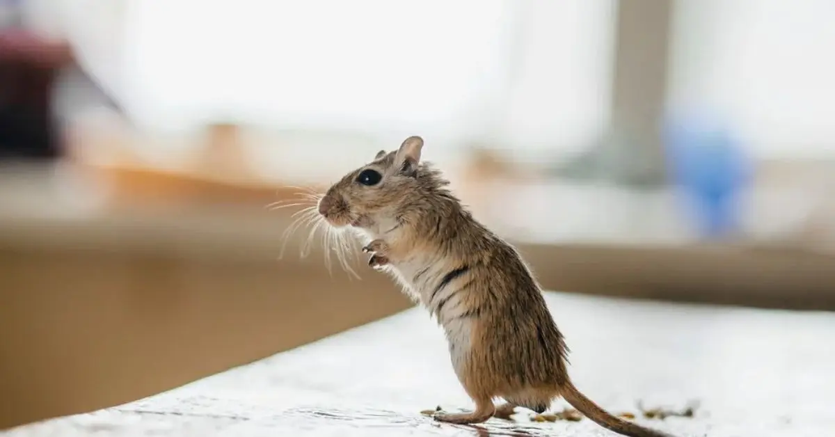 Mouse-Proof Your Pantry