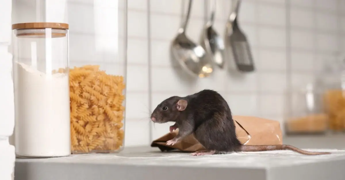 Mouse-Proof Your Pantry