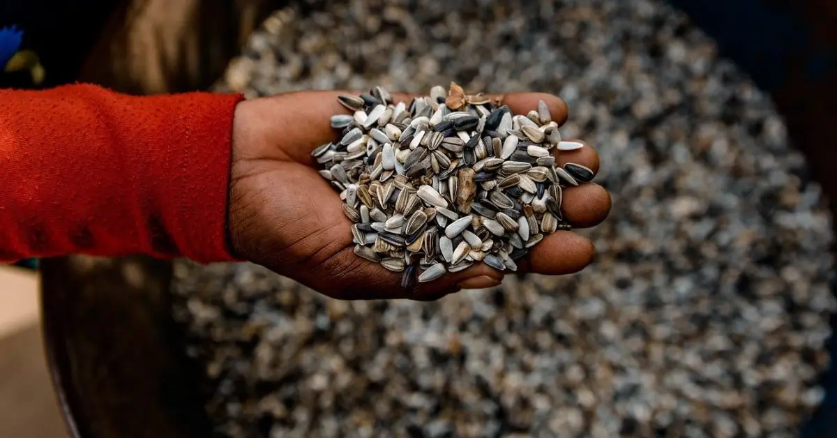 Things You Should Never Store in Your Outdoor Shed