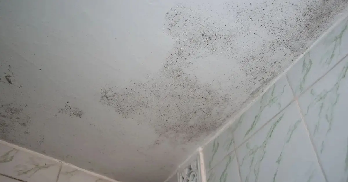 bathroom mold after shower