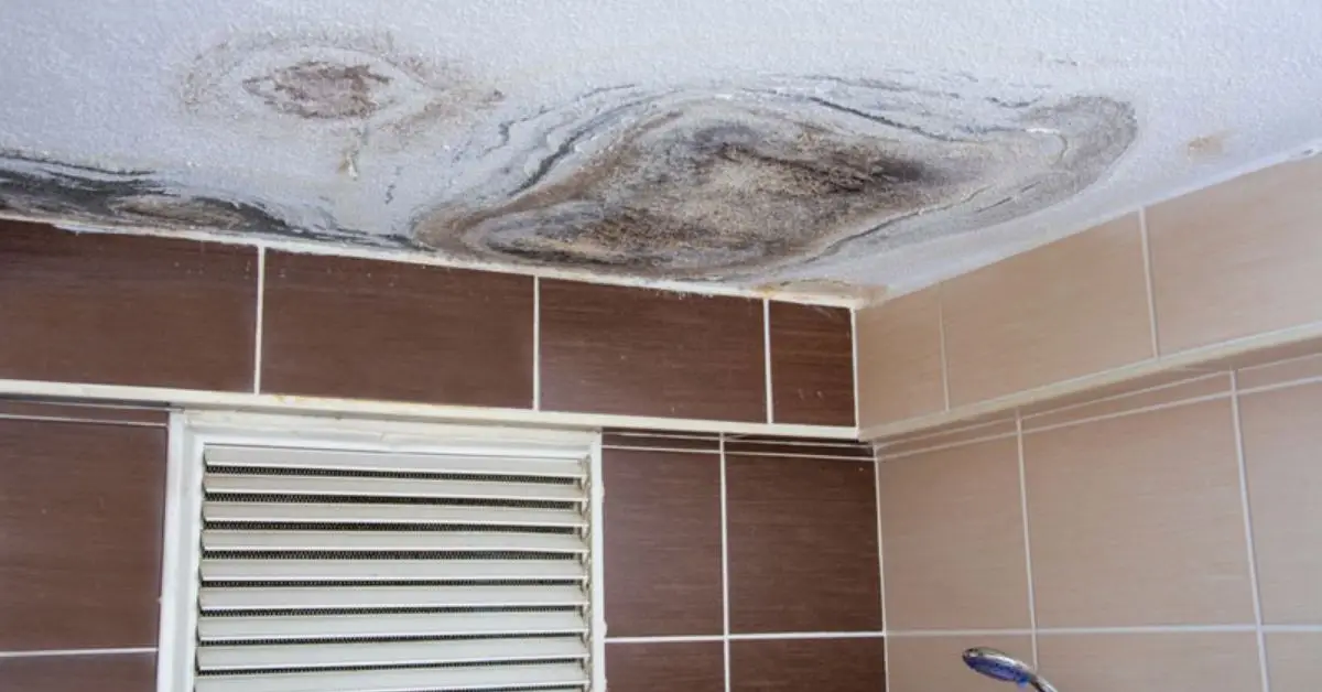 bathroom mold after shower