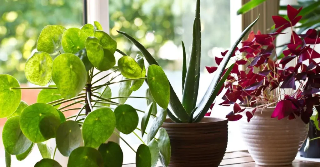 best houseplants to purify air in your home