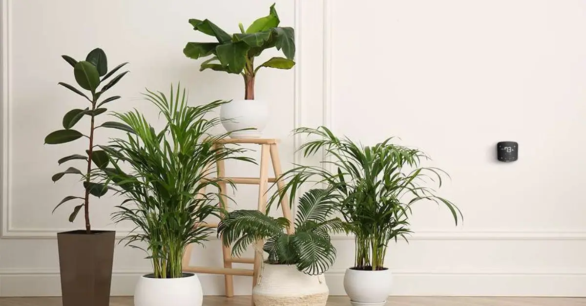 best houseplants to purify air in your home