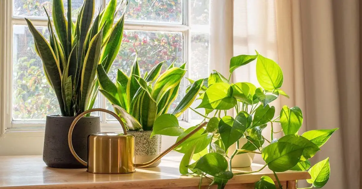 best houseplants to purify air in your home