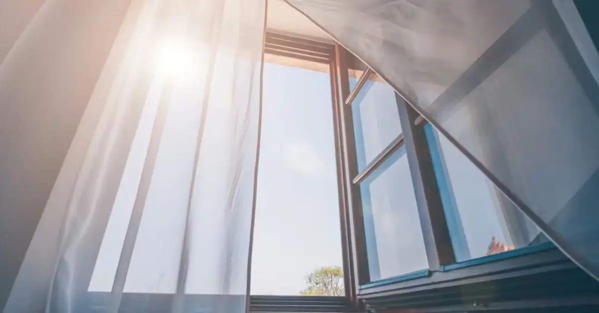 best houseplants to purify air in your home