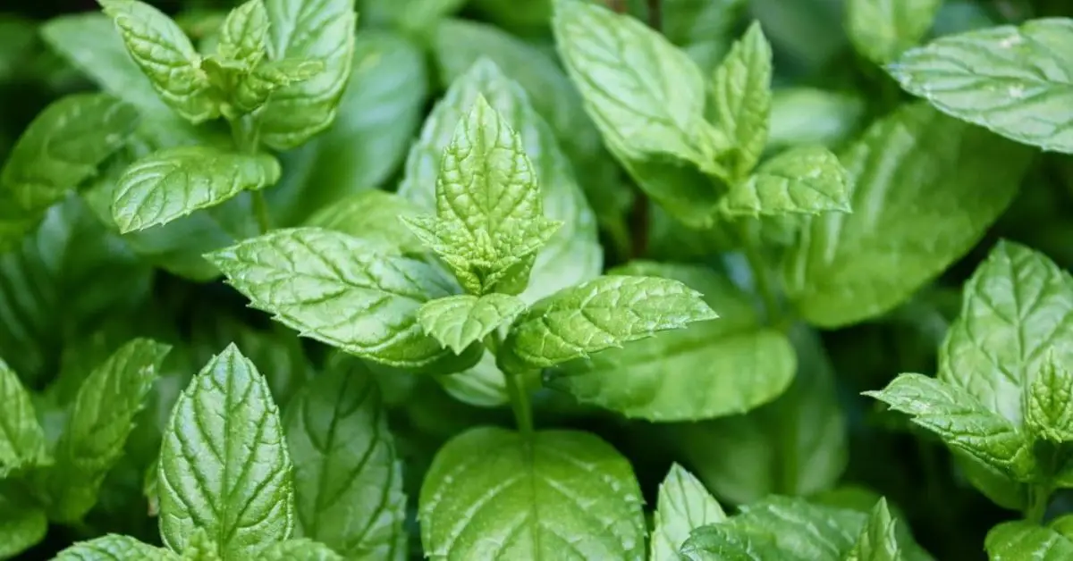 best plants to deter rats from home