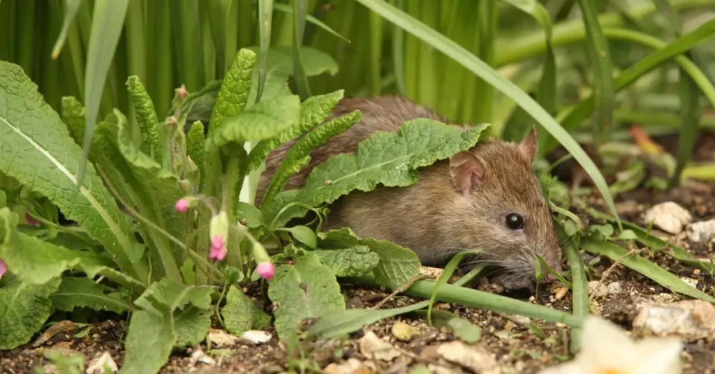 best plants to deter rats from home