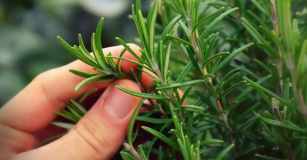 best plants to deter rats from home