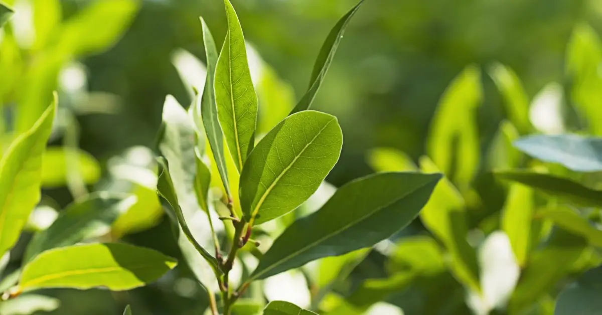 best plants to deter rats from home