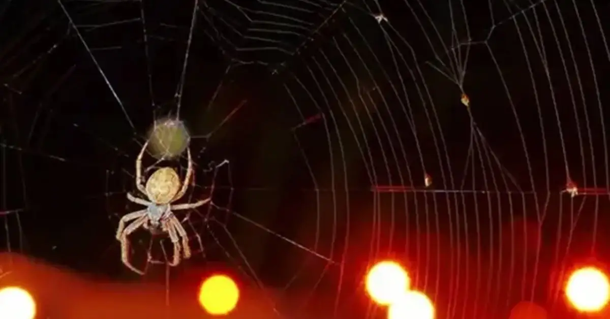 common mistakes that attract spiders