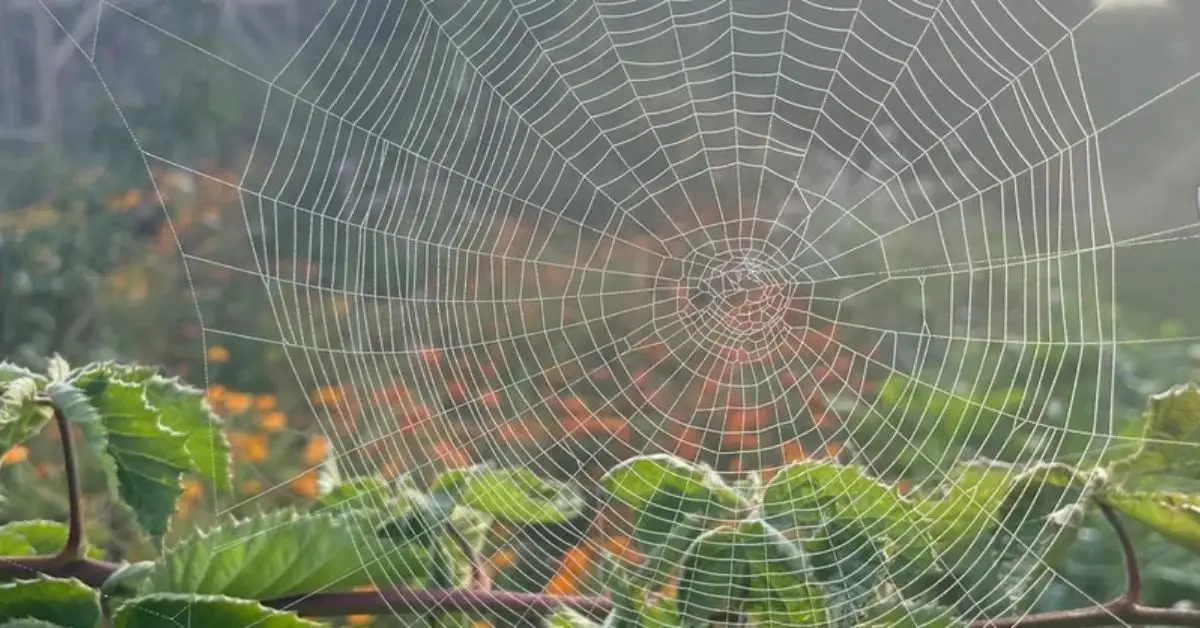 common mistakes that attract spiders