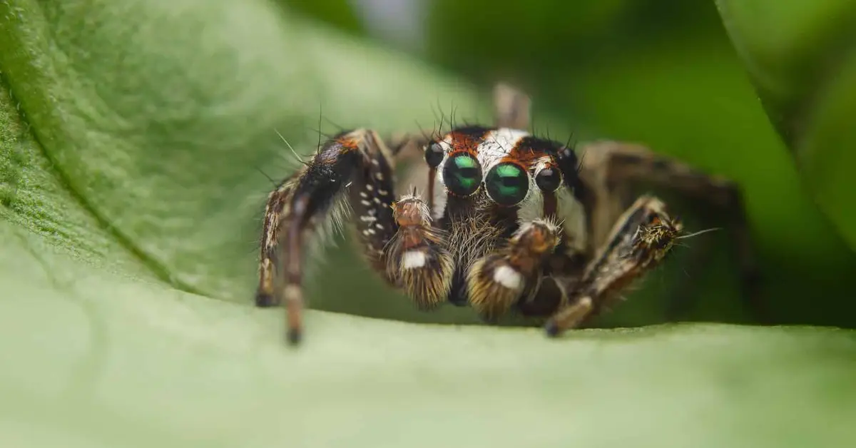 common mistakes that attract spiders