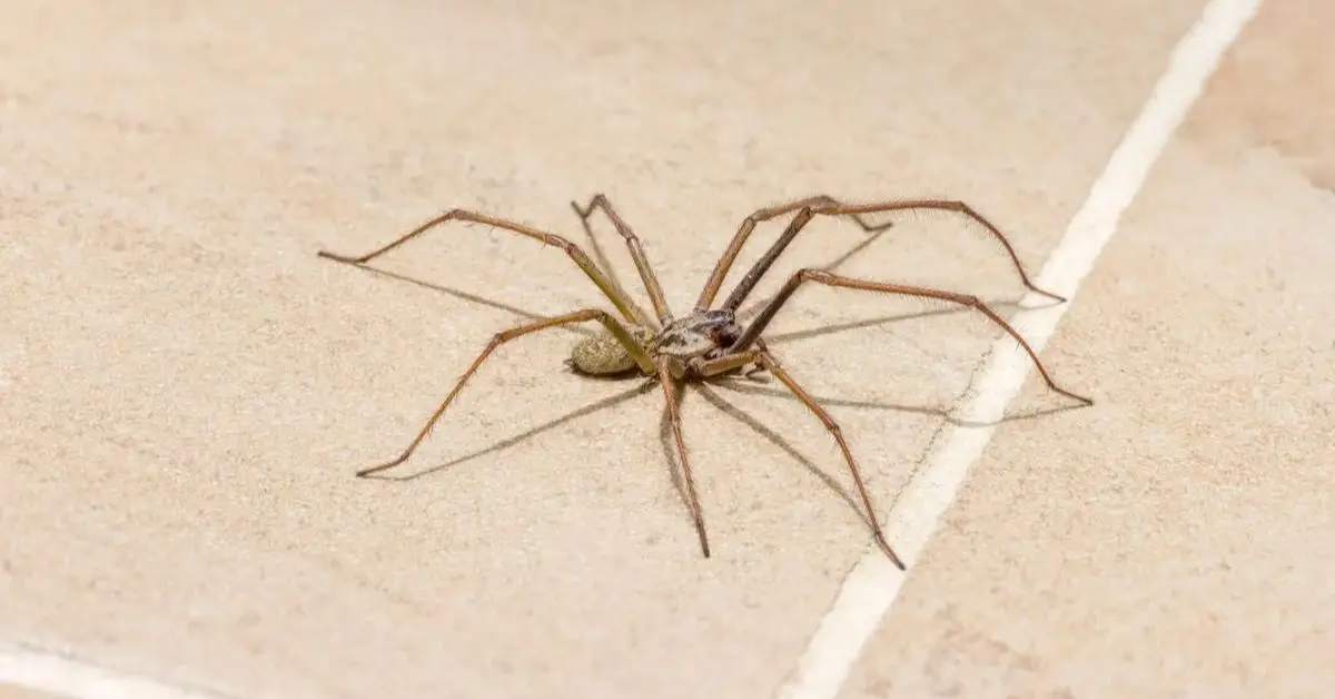 common mistakes that attract spiders
