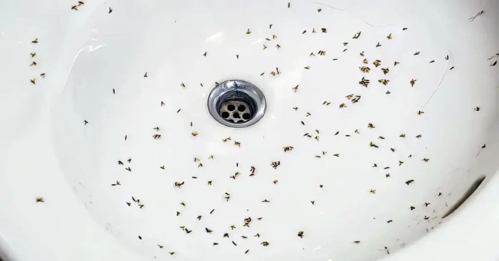 how to get rid of drain flies