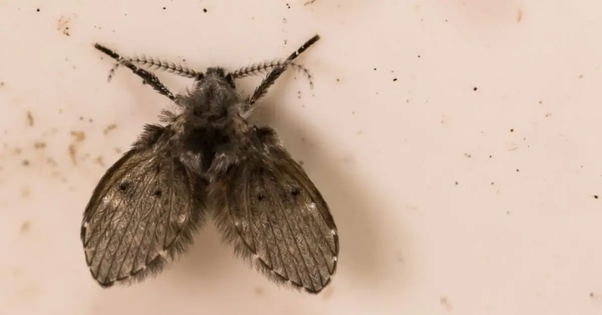 how to get rid of drain flies