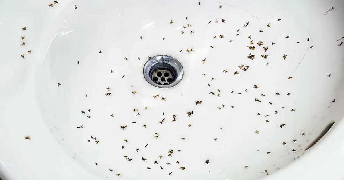 how to get rid of drain flies