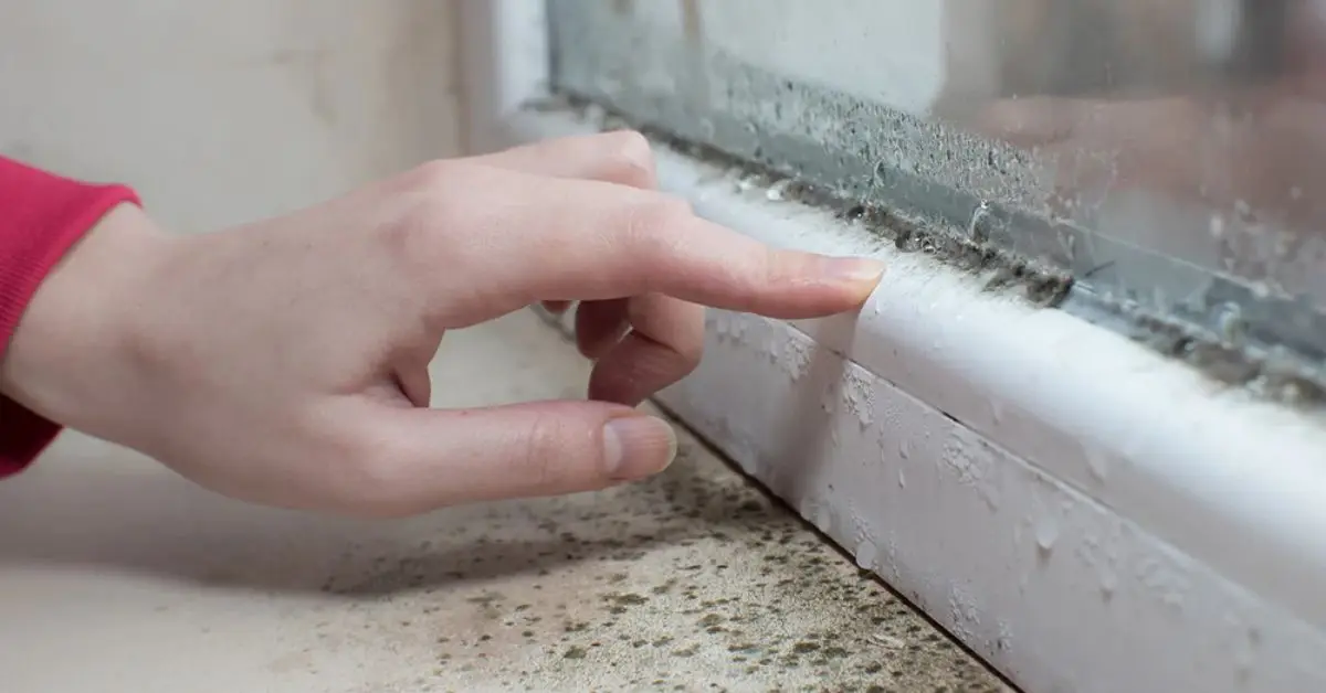 how to get rid of mold smell
