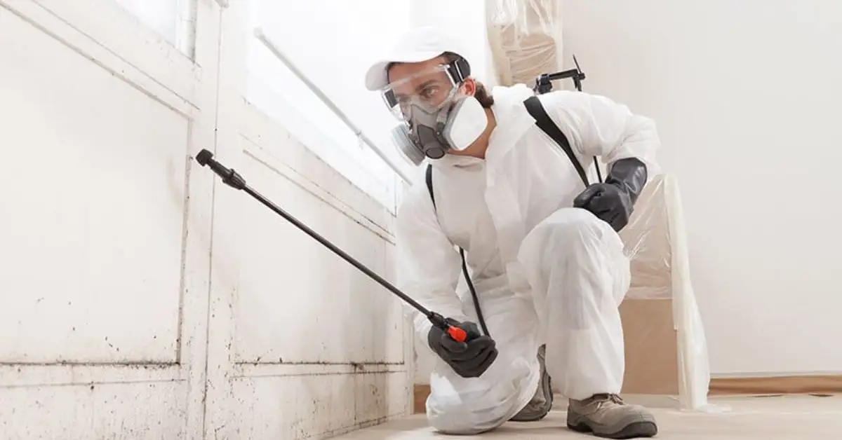 how to get rid of mold smell