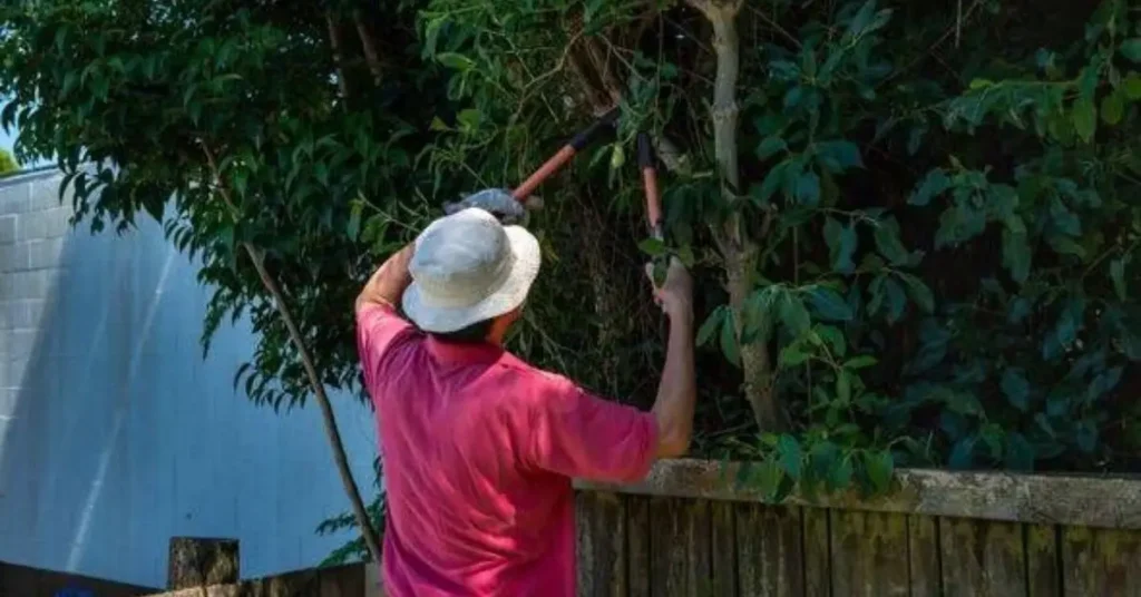 legal rules for trimming neighbor’s tree