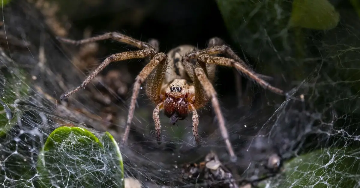 spiders entering house in winter