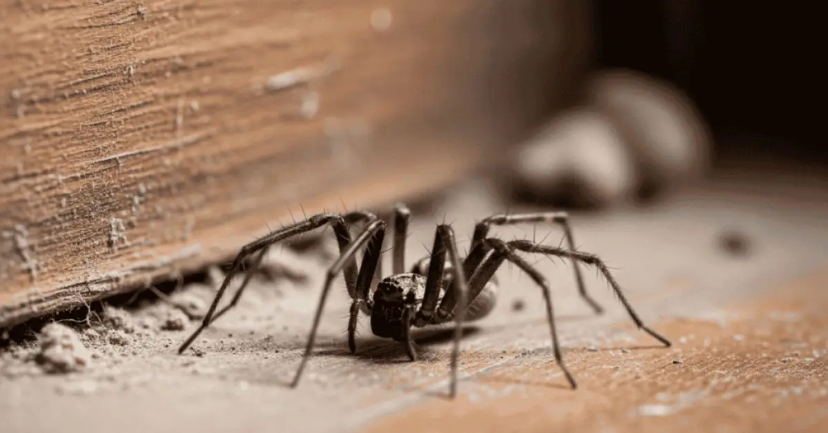 spiders entering house in winter