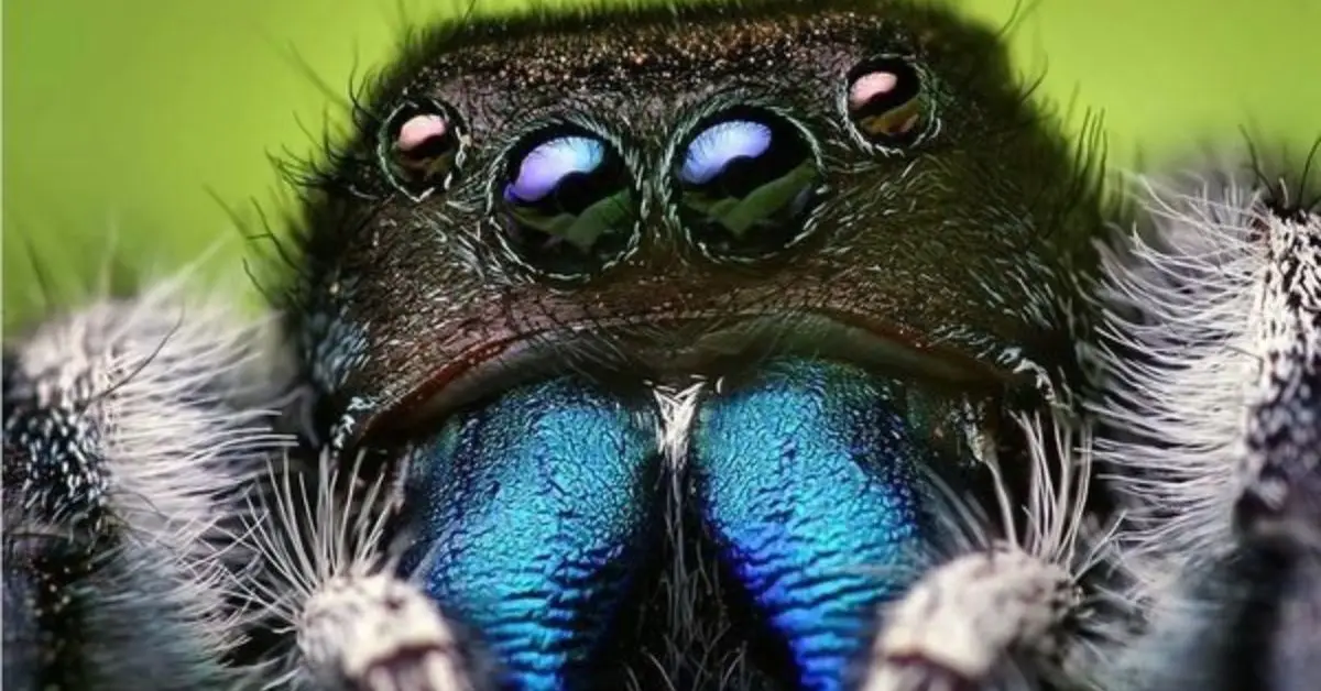 spiders entering house in winter