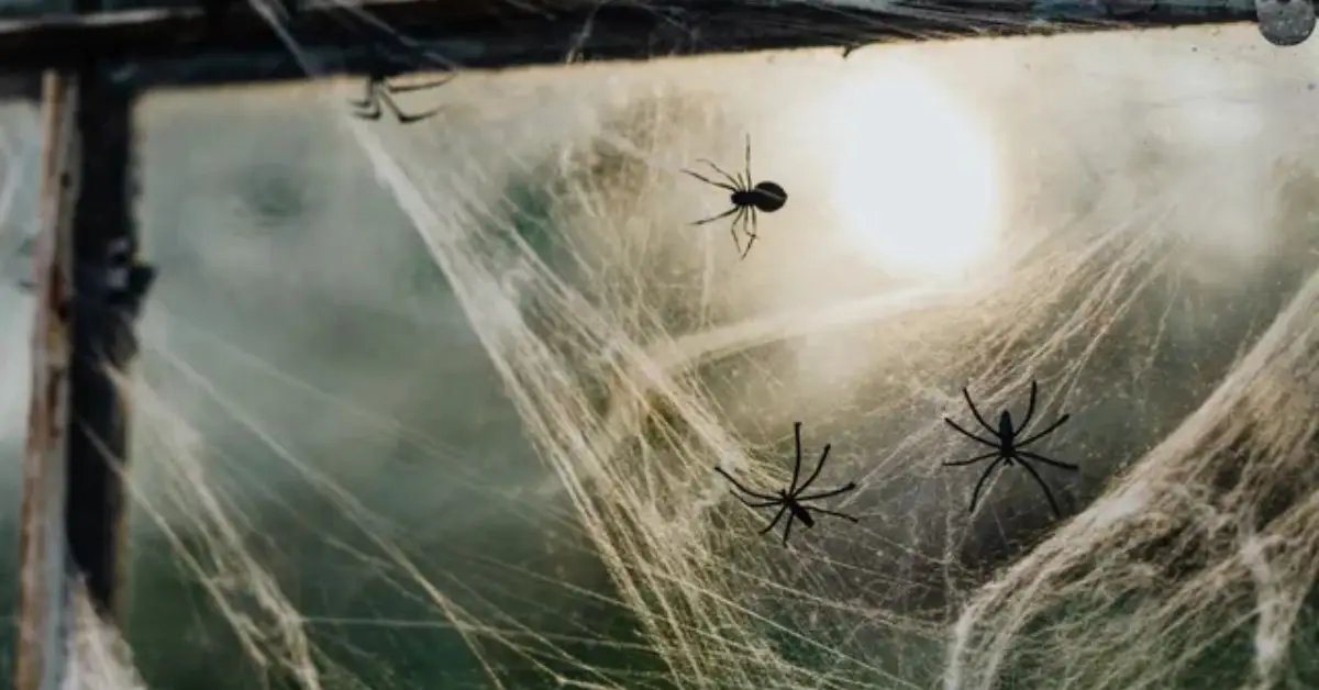 spiders entering house in winter