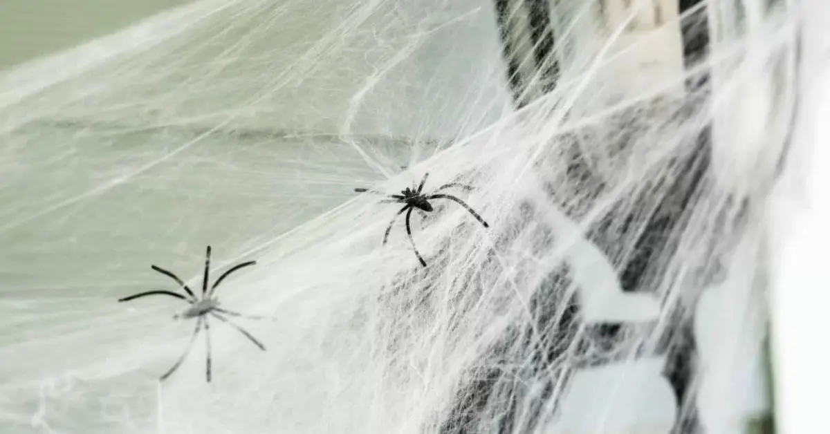 spiders entering house in winter