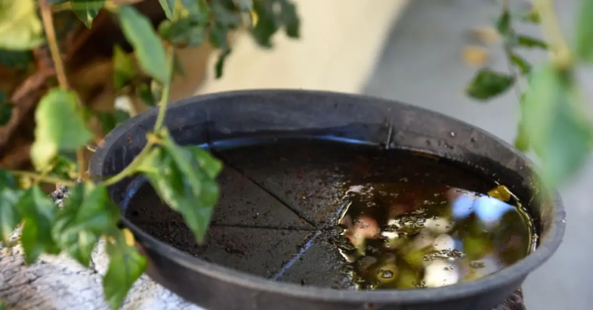 spring cleaning mistakes that attract pests