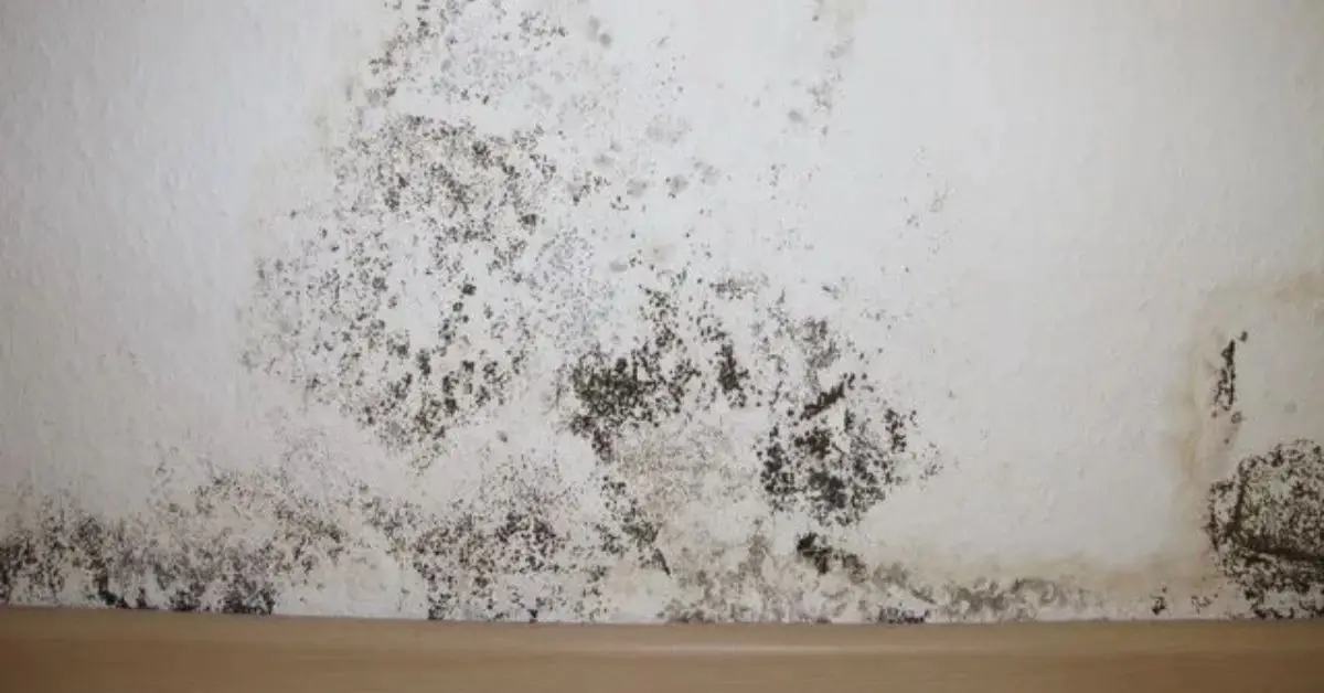 How to Get Rid of Black Mold