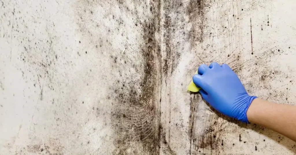 How to Get Rid of Black Mold