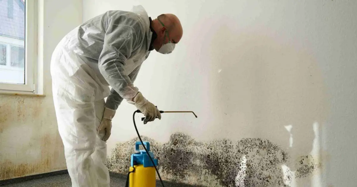 How to Get Rid of Black Mold