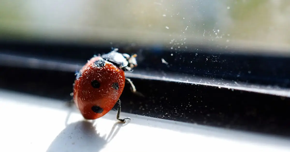 Is Ladybug Invading Homes