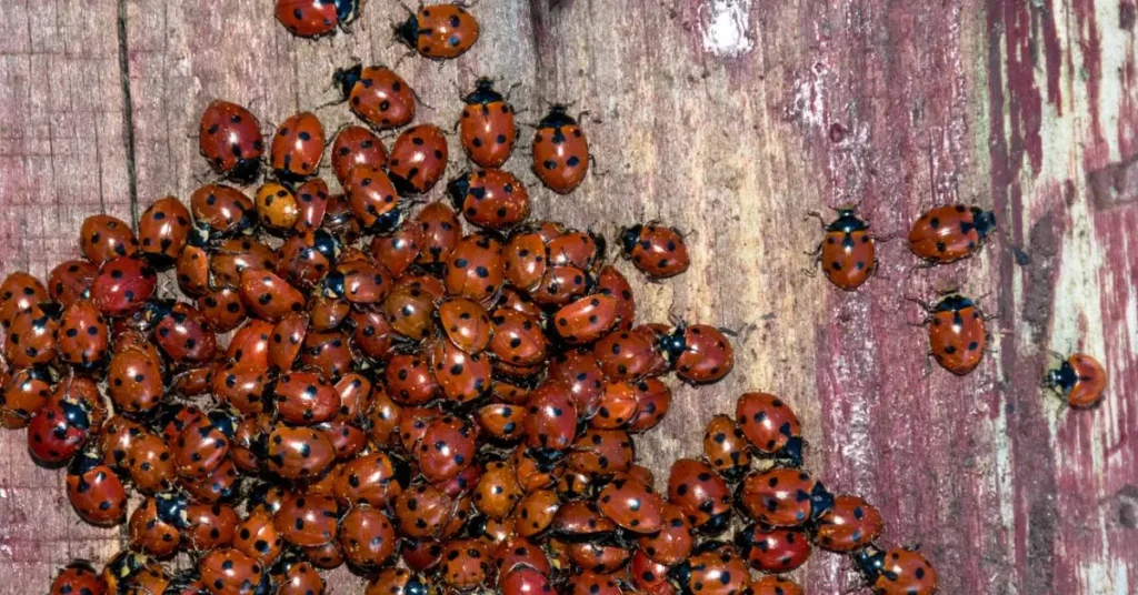 Is Ladybug Invading Homes