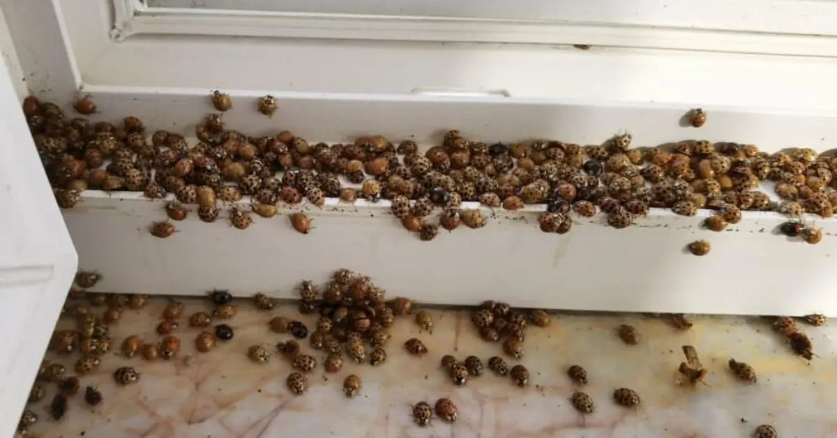 Is Ladybug Invading Homes