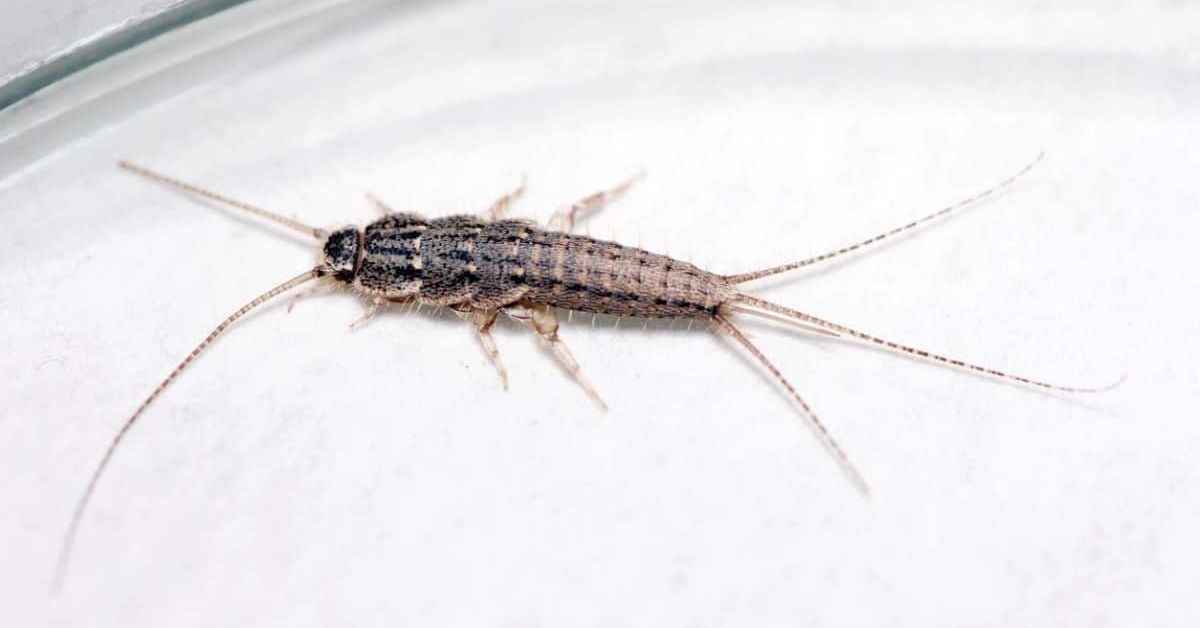 Protect Your Clothes and Books From Silverfish