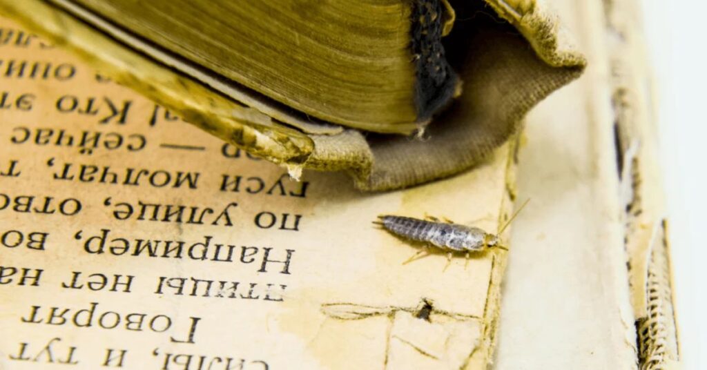 Protect Your Clothes and Books From Silverfish