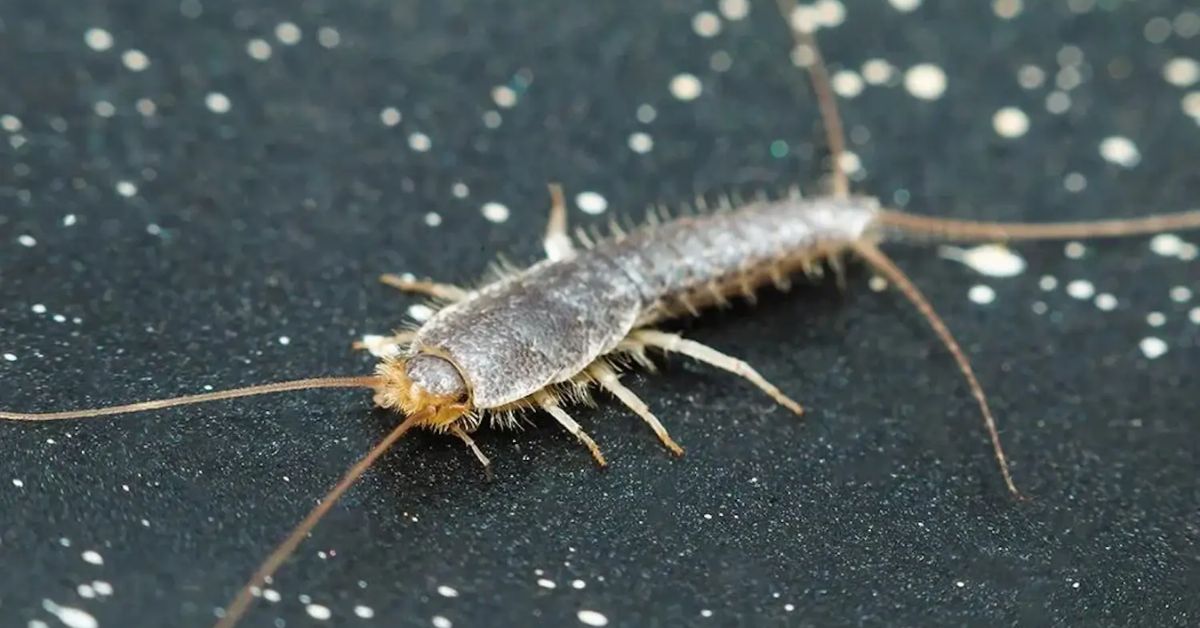 Protect Your Clothes and Books From Silverfish