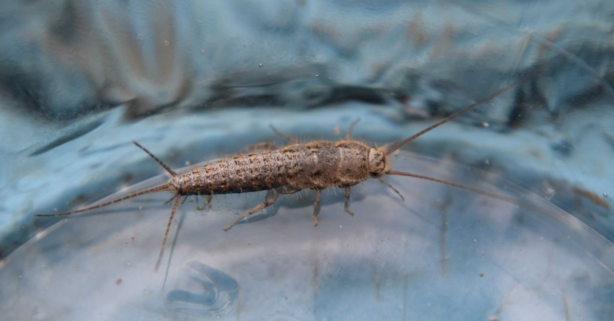 Protect Your Clothes and Books From Silverfish
