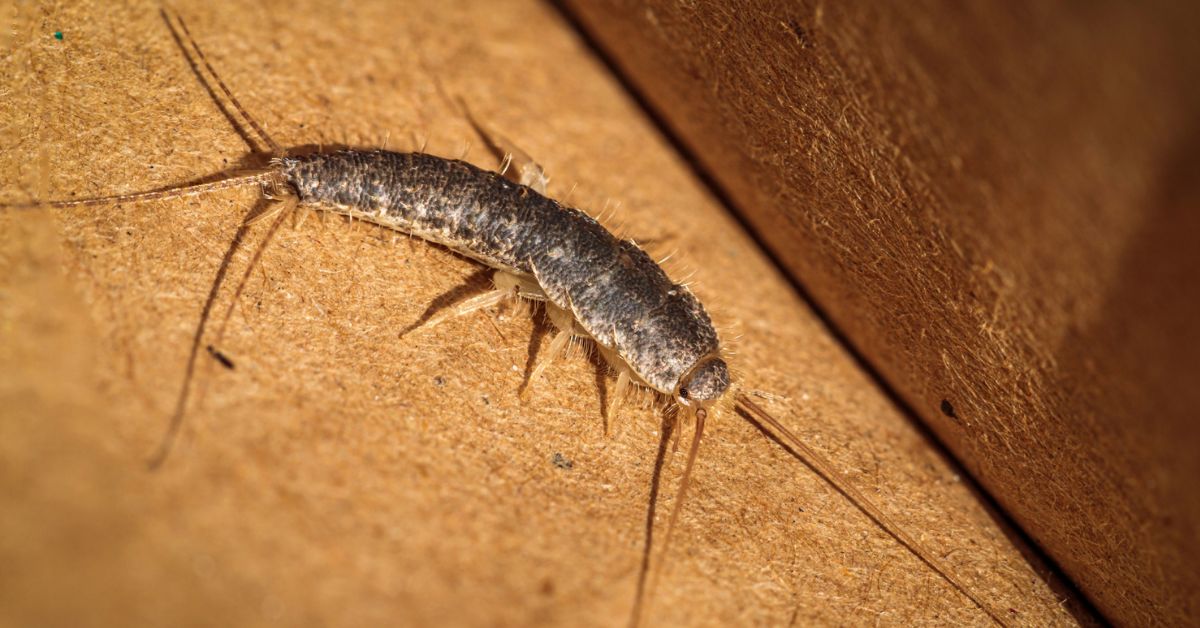 Protect Your Clothes and Books From Silverfish