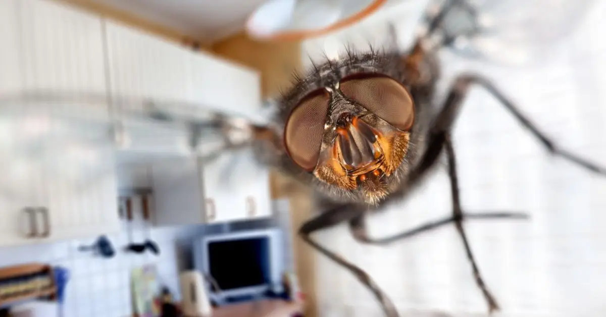 Seasonal Pest Prevention Habits