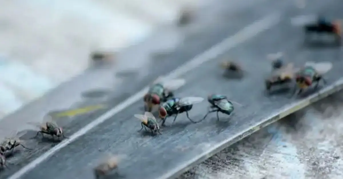 Why Your House Is Full of Flies