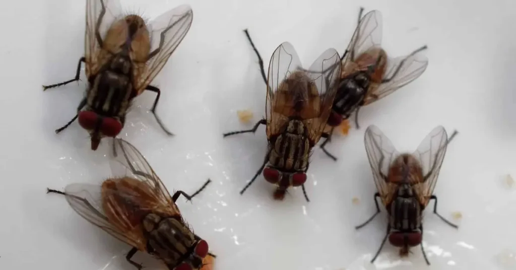 Why Your House Is Full of Flies
