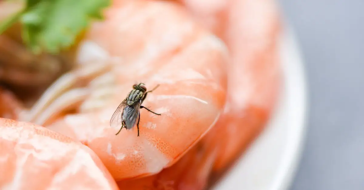 Why Your House Is Full of Flies