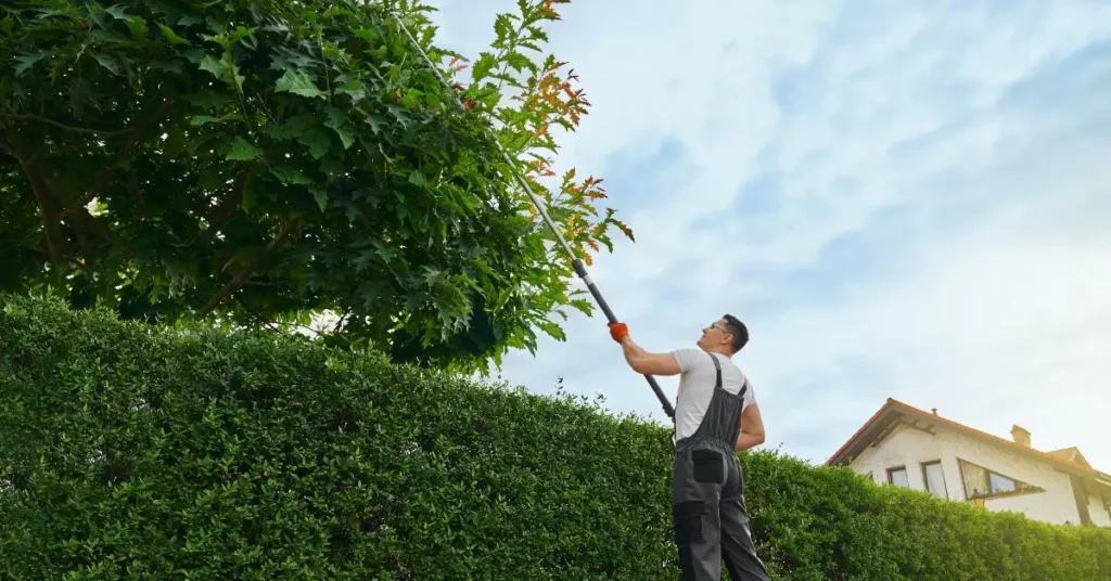 can you cut your neighbors bush if its on your side