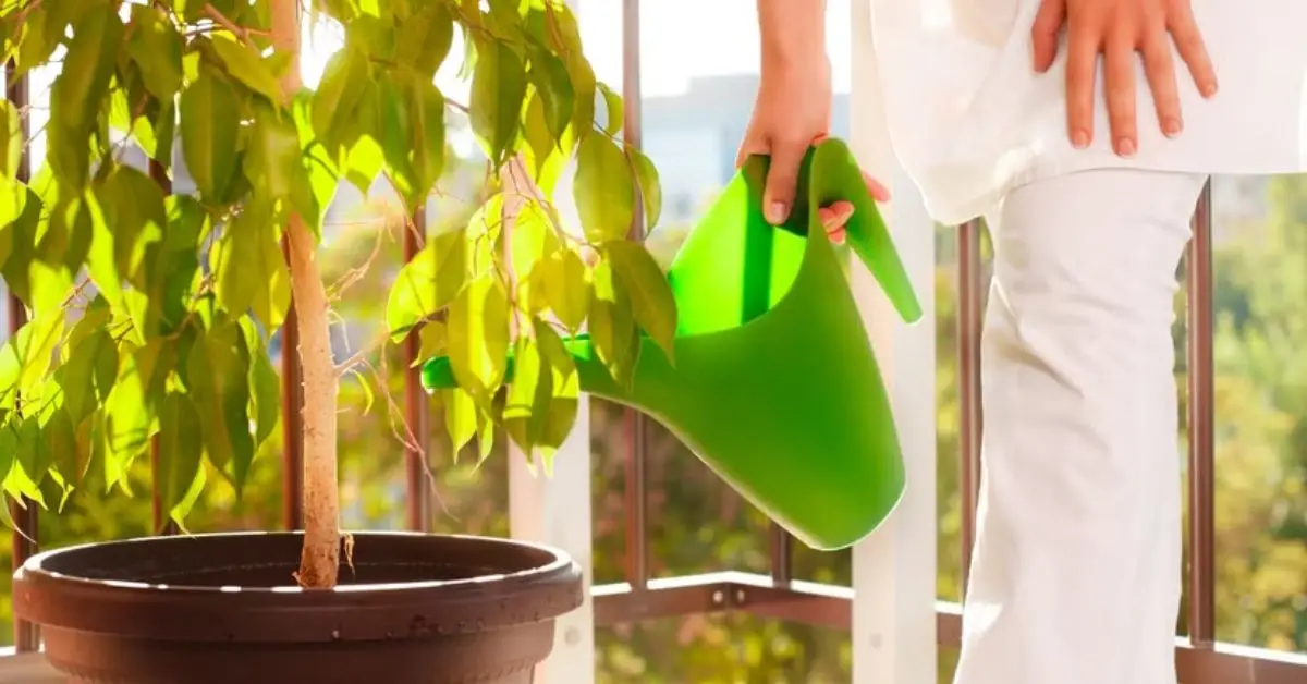 can you give plants old mop water