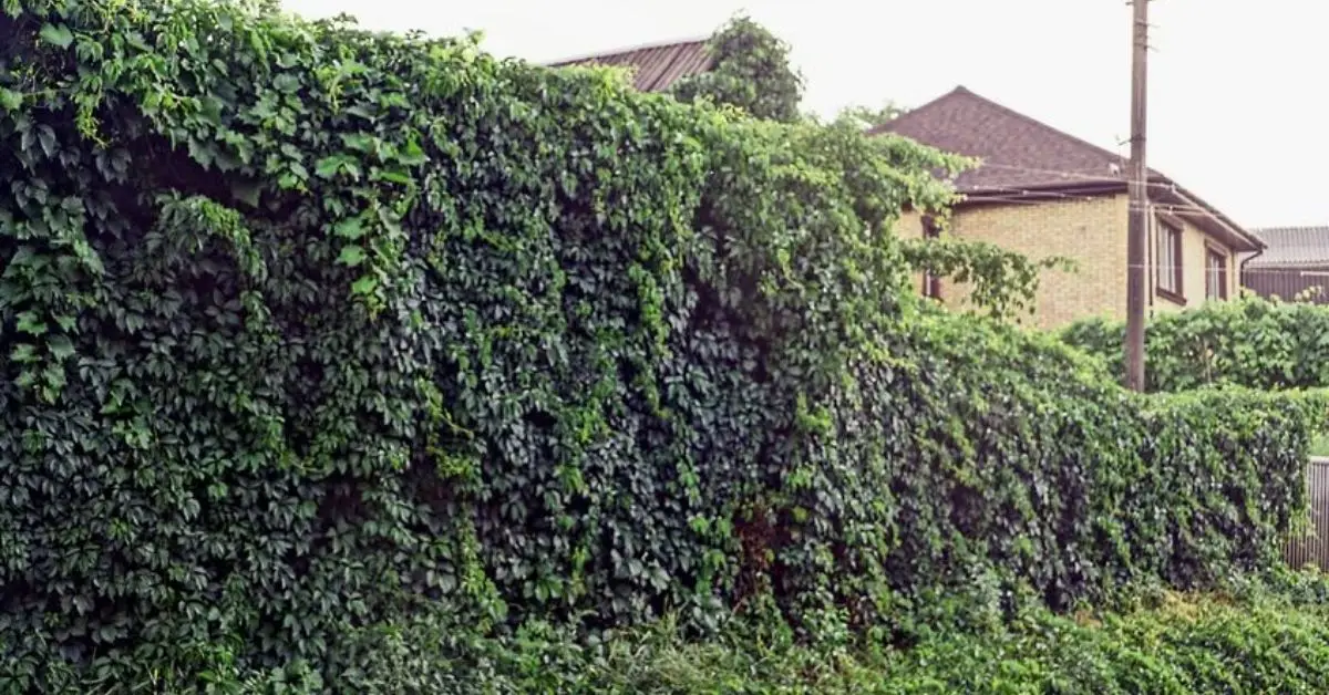 can you prune neighbors ivy