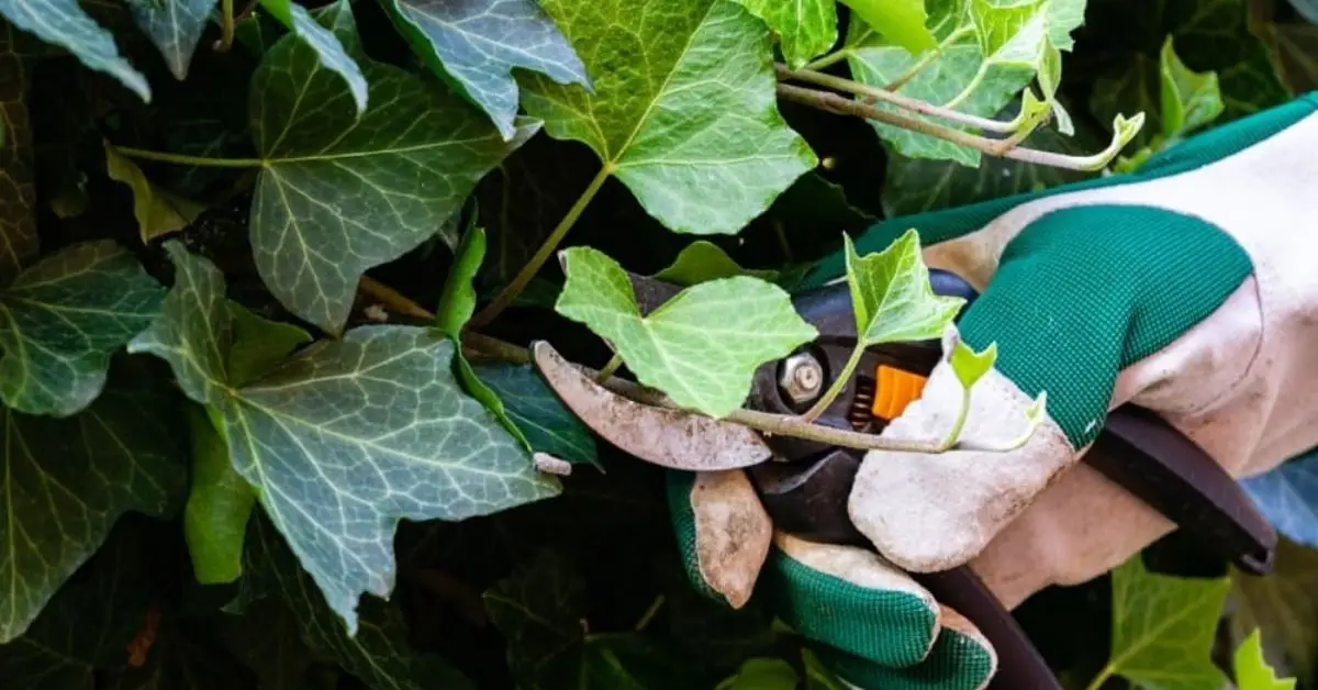 can you prune neighbors ivy