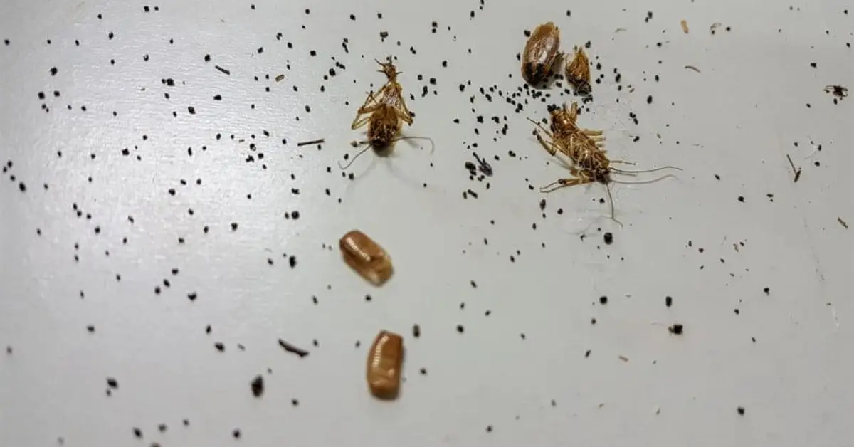 entomologist recommended roach repellents